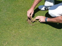 Divot zur&uuml;cklegen