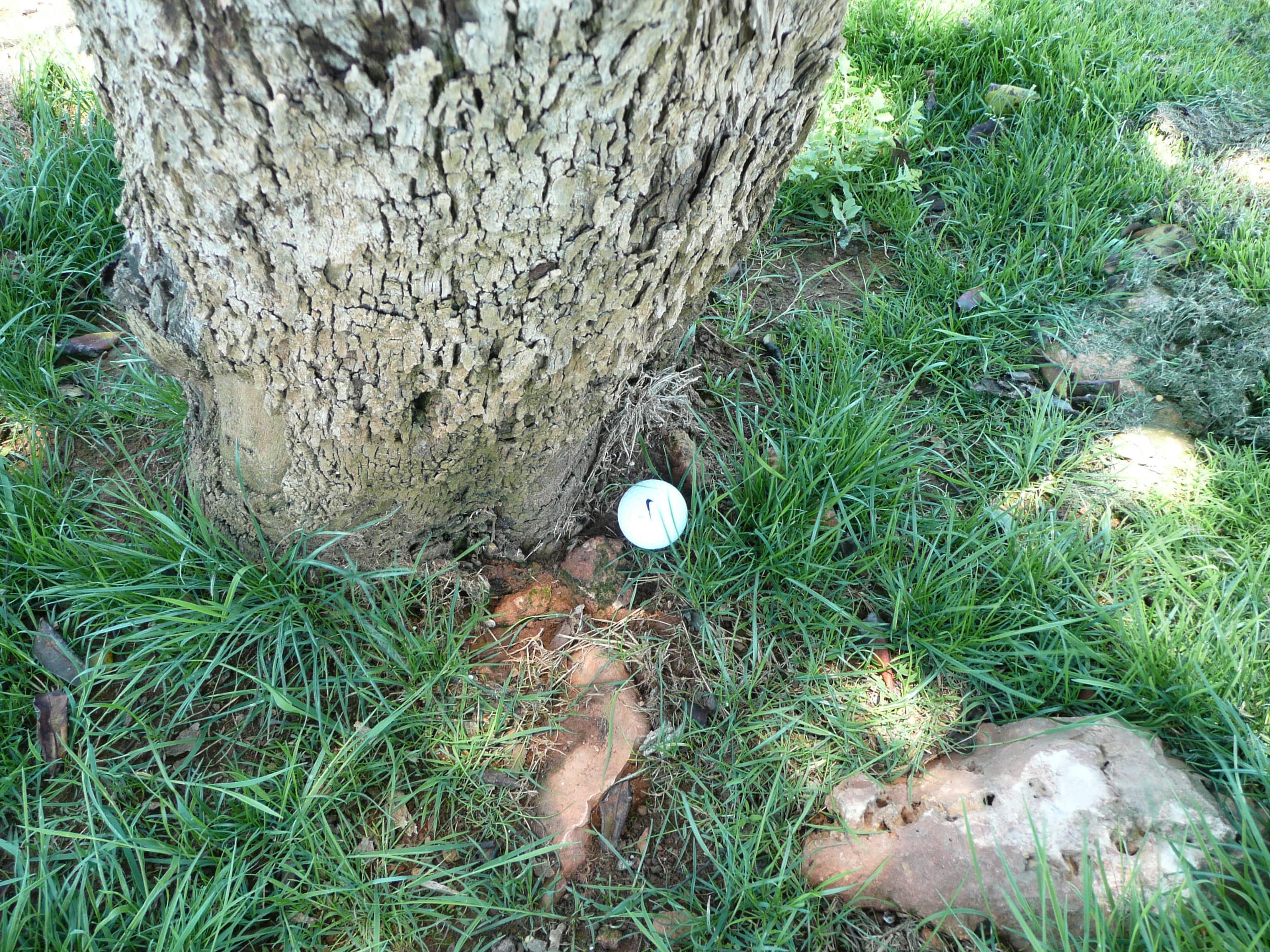 Ball am Baum