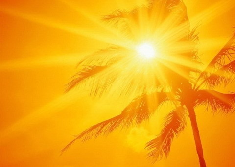 Sonnenschutz Sonne Palme