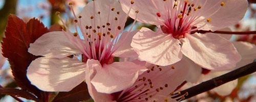 Mandelblüte in rosa