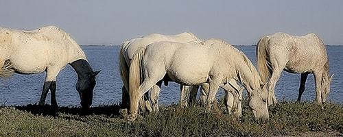 Reitsport auf Mallorca