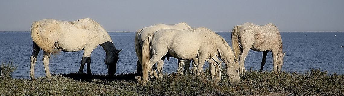 Reitsport  Mallorca